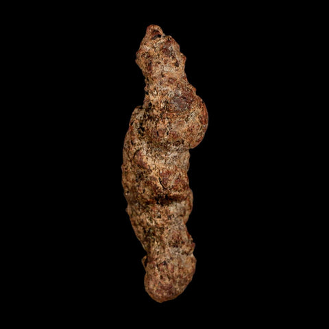 3.5" Prehistoric Coprolite Fossil Specimen Poop Dung Miocene Madagascar