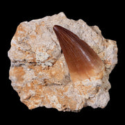 1.8" Mosasaur Prognathodon Fossil Tooth In Matrix Cretaceous Dinosaur Era COA