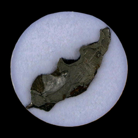 1.2" Brenham Meteorite Specimen Kiowa County, Kansas USA 2.55 Grams Display