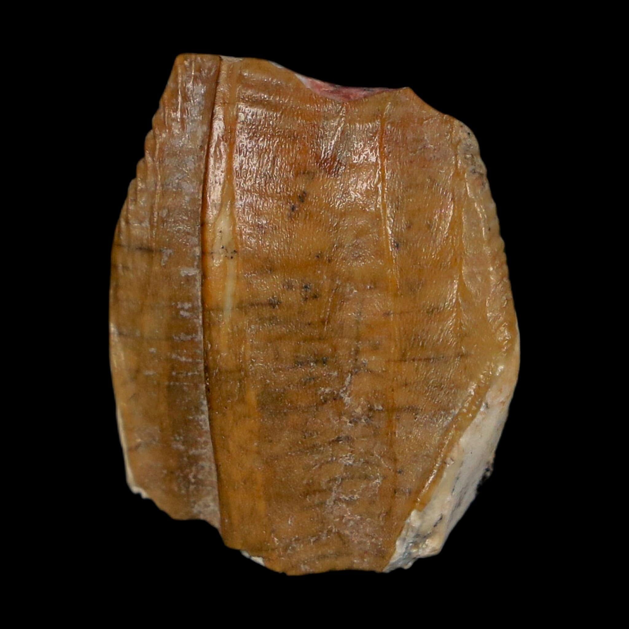 0.8" Ouranosaurus Fossil Tooth Cretaceous Age Iguanodontid Dinosaur Niger