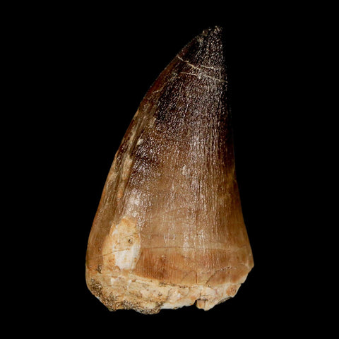 XL 2.2" Mosasaur Prognathodon Fossil Tooth Cretaceous Dinosaur Era COA & Stand