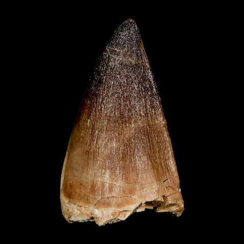 XL 2.2" Mosasaur Prognathodon Fossil Tooth Cretaceous Dinosaur Era COA & Stand