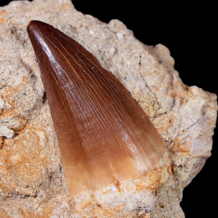 1.8" Mosasaur Prognathodon Fossil Tooth In Matrix Cretaceous Dinosaur Era COA