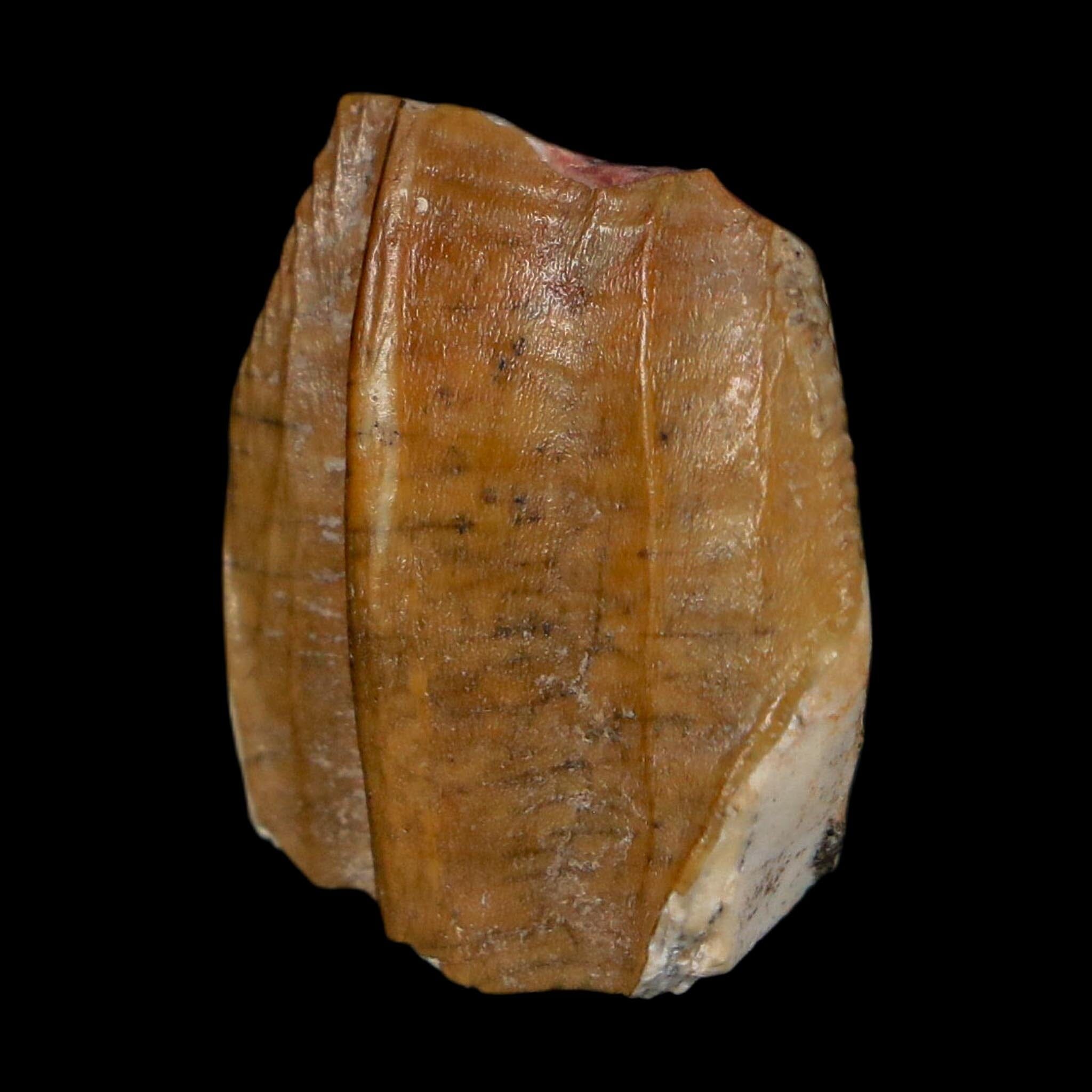 0.8" Ouranosaurus Fossil Tooth Cretaceous Age Iguanodontid Dinosaur Niger