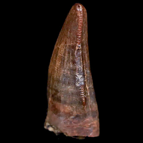 0.7" Nanotyrannus Tyrannosaurus Fossil Premax Tooth Dinosaur Hell Creek MT COA - Fossil Age Minerals