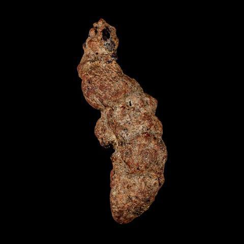 3.5" Prehistoric Coprolite Fossil Specimen Poop Dung Miocene Madagascar