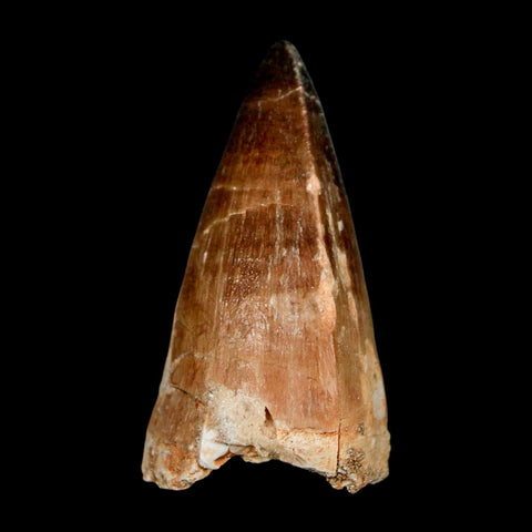 XL 2.2" Mosasaur Prognathodon Fossil Tooth Cretaceous Dinosaur Era COA & Stand