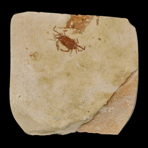0.9" Fossil Crab Pinnixa Galliheri Pea Crab Monterey Cty San Luis Obispo Miocene Epoch - Fossil Age Minerals