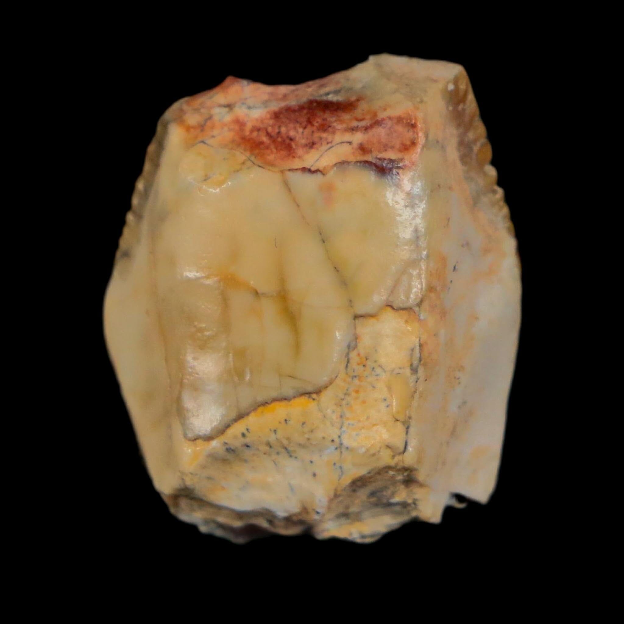 0.8" Ouranosaurus Fossil Tooth Cretaceous Age Iguanodontid Dinosaur Niger