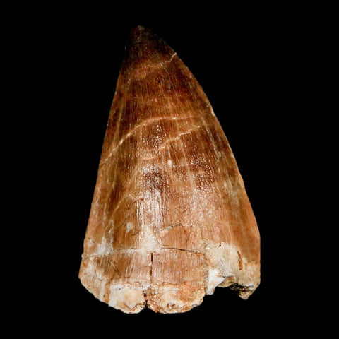 XL 2.2" Mosasaur Prognathodon Fossil Tooth Cretaceous Dinosaur Era COA & Stand