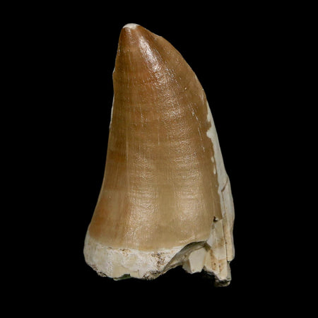 XL 2.5" Mosasaur Prognathodon Fossil Tooth Cretaceous Dinosaur Era COA, Stand