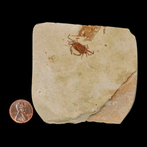 0.9" Fossil Crab Pinnixa Galliheri Pea Crab Monterey Cty San Luis Obispo Miocene Epoch - Fossil Age Minerals