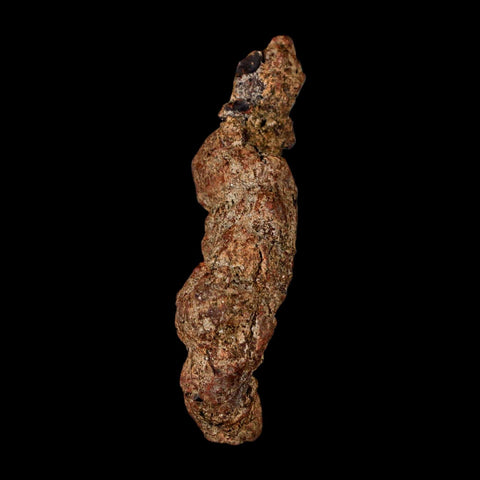 3.5" Prehistoric Coprolite Fossil Specimen Poop Dung Miocene Madagascar