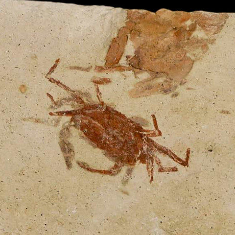 0.9" Fossil Crab Pinnixa Galliheri Pea Crab Monterey Cty San Luis Obispo Miocene Epoch - Fossil Age Minerals