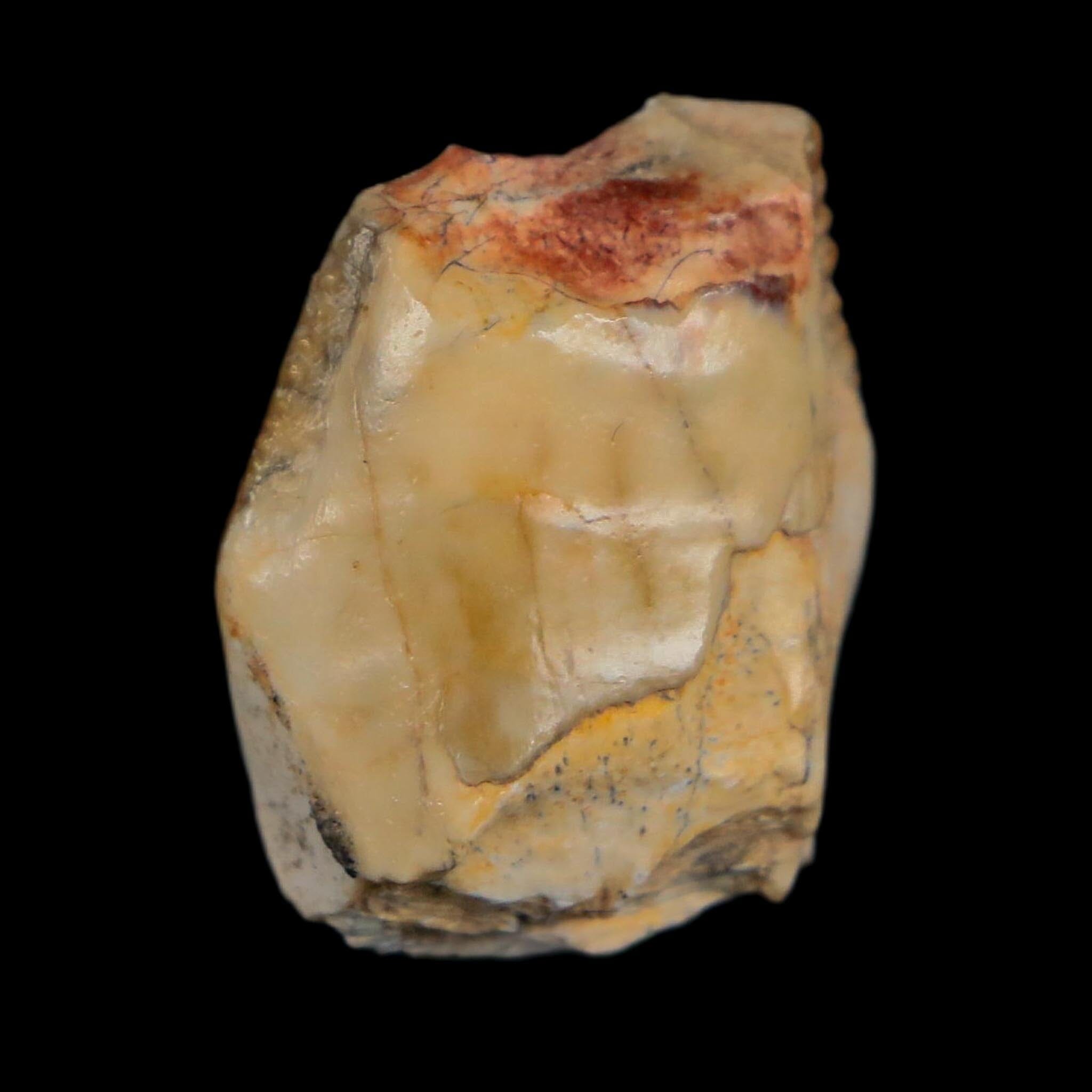 0.8" Ouranosaurus Fossil Tooth Cretaceous Age Iguanodontid Dinosaur Niger