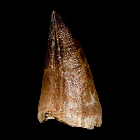 XL 2.2" Mosasaur Prognathodon Fossil Tooth Cretaceous Dinosaur Era COA & Stand