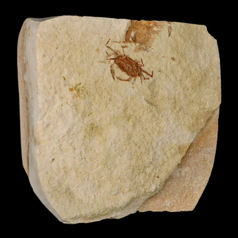 0.9" Fossil Crab Pinnixa Galliheri Pea Crab Monterey Cty San Luis Obispo Miocene Epoch - Fossil Age Minerals
