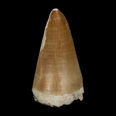 XL 2.5" Mosasaur Prognathodon Fossil Tooth Cretaceous Dinosaur Era COA, Stand