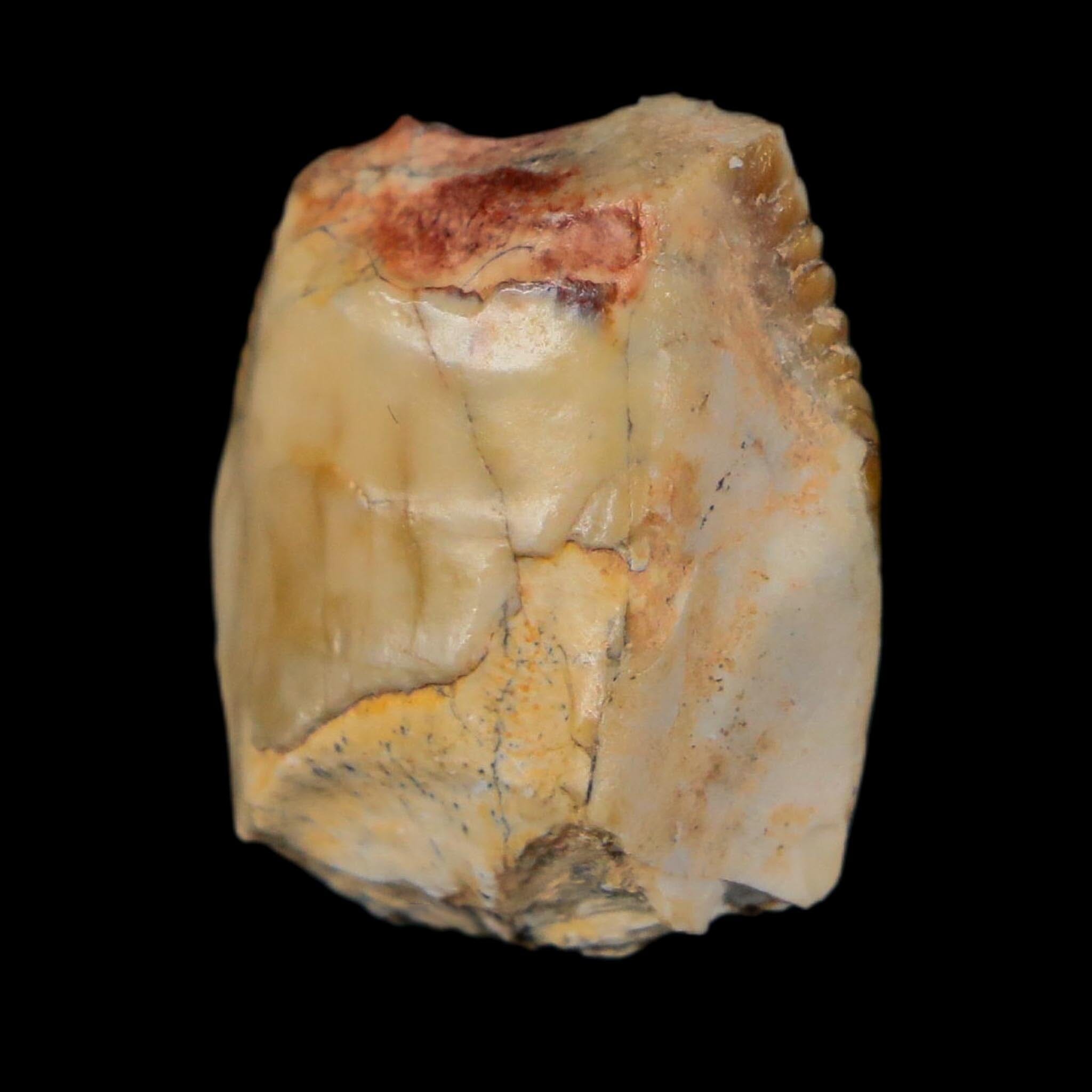 0.8" Ouranosaurus Fossil Tooth Cretaceous Age Iguanodontid Dinosaur Niger