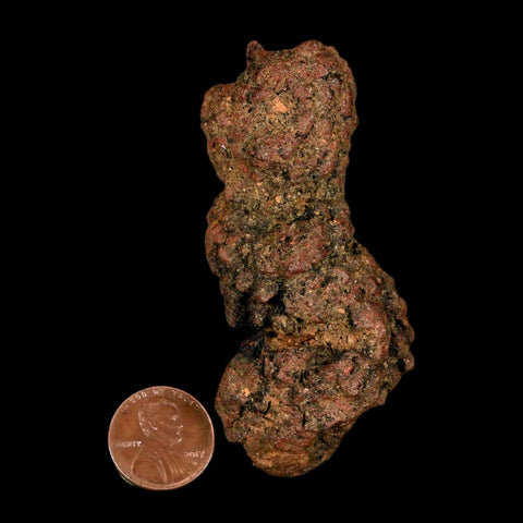 3.1" Prehistoric Coprolite Fossil Specimen Poop Dung Miocene Madagascar