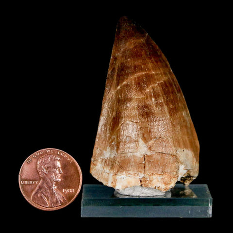 XL 2.2" Mosasaur Prognathodon Fossil Tooth Cretaceous Dinosaur Era COA & Stand
