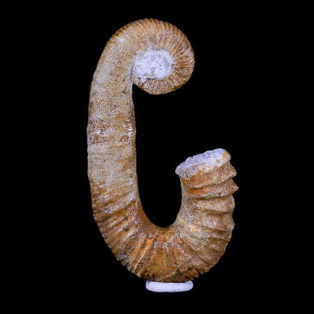 3.7" Heteromorph Rarest Of Fossil Ammonites Barremain Age Morocco Ancyloceras