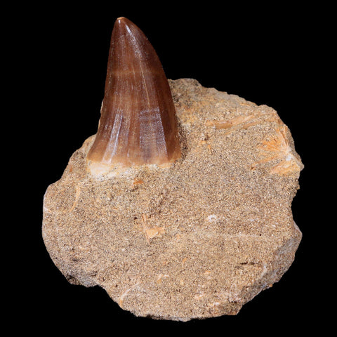 1.7" Tylosaurus Mosasaur Fossil Tooth In Matrix Cretaceous Dinosaur Era COA - Fossil Age Minerals