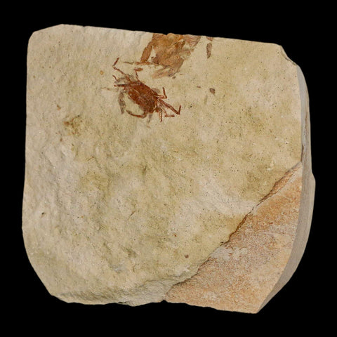 0.9" Fossil Crab Pinnixa Galliheri Pea Crab Monterey Cty San Luis Obispo Miocene Epoch - Fossil Age Minerals