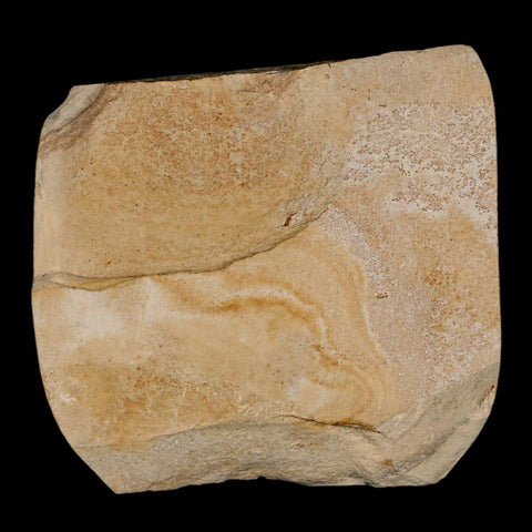 0.9" Fossil Crab Pinnixa Galliheri Pea Crab Monterey Cty San Luis Obispo Miocene Epoch - Fossil Age Minerals