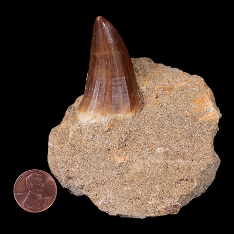 1.7" Tylosaurus Mosasaur Fossil Tooth In Matrix Cretaceous Dinosaur Era COA - Fossil Age Minerals