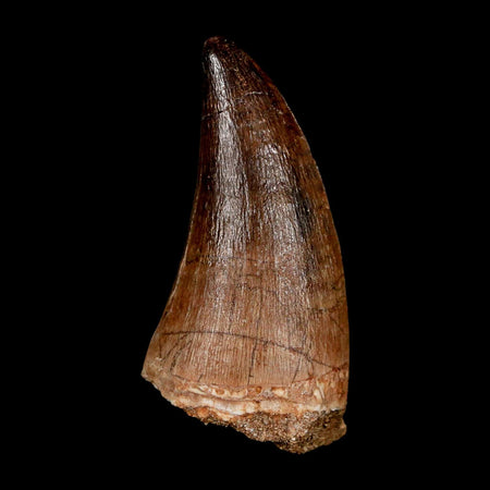 XL 2.2" Mosasaur Prognathodon Fossil Tooth Cretaceous Dinosaur Era COA & Stand