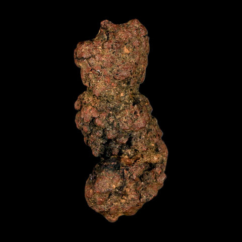 3.1" Prehistoric Coprolite Fossil Specimen Poop Dung Miocene Madagascar