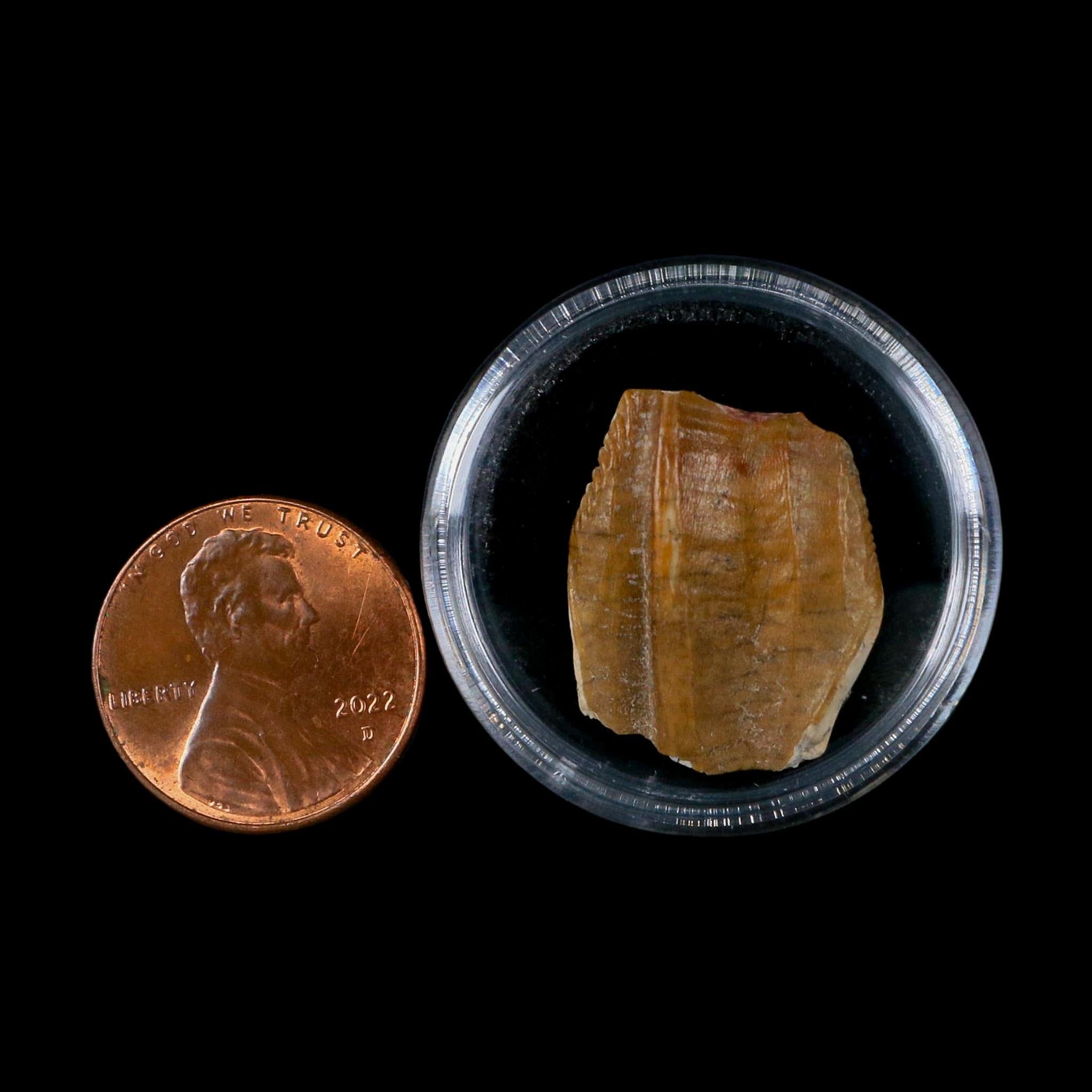 0.8" Ouranosaurus Fossil Tooth Cretaceous Age Iguanodontid Dinosaur Niger