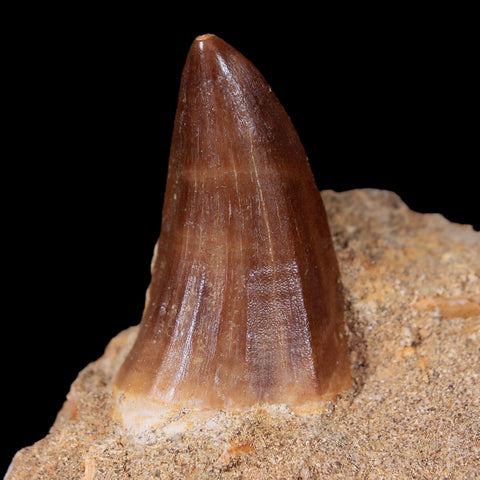1.7" Tylosaurus Mosasaur Fossil Tooth In Matrix Cretaceous Dinosaur Era COA - Fossil Age Minerals