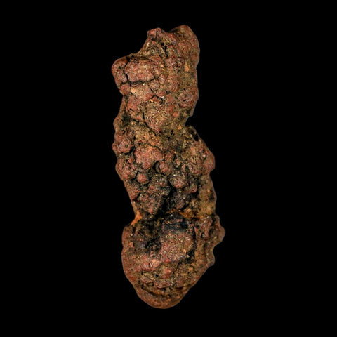 3.1" Prehistoric Coprolite Fossil Specimen Poop Dung Miocene Madagascar