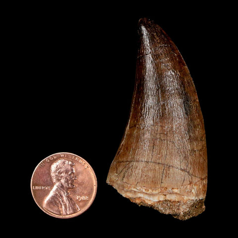 XL 2.2" Mosasaur Prognathodon Fossil Tooth Cretaceous Dinosaur Era COA & Stand