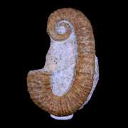 3.5" Heteromorph Rarest Of Fossil Ammonites Barremain Age Morocco Ancyloceras