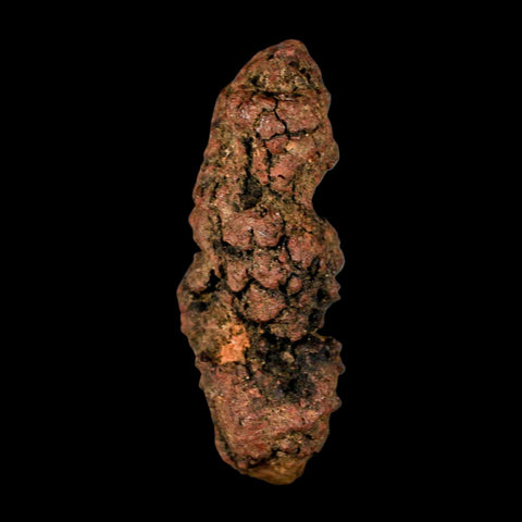 3.1" Prehistoric Coprolite Fossil Specimen Poop Dung Miocene Madagascar