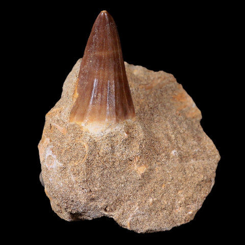 1.7" Tylosaurus Mosasaur Fossil Tooth In Matrix Cretaceous Dinosaur Era COA - Fossil Age Minerals