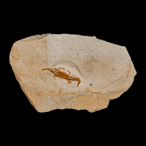 0.9" Fossil Crab Pinnixa Galliheri Pea Crab Monterey Cty San Luis Obispo Miocene Epoch - Fossil Age Minerals