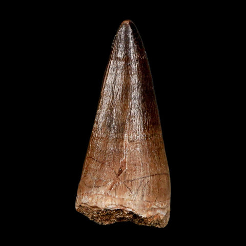 XL 2.2" Mosasaur Prognathodon Fossil Tooth Cretaceous Dinosaur Era COA & Stand