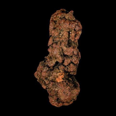 3.1" Prehistoric Coprolite Fossil Specimen Poop Dung Miocene Madagascar