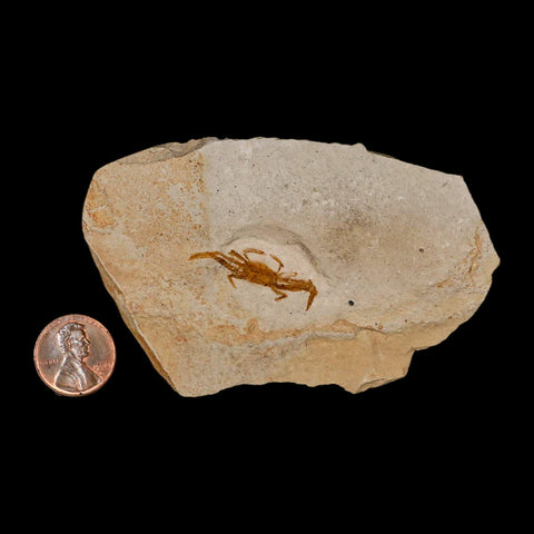 0.9" Fossil Crab Pinnixa Galliheri Pea Crab Monterey Cty San Luis Obispo Miocene Epoch - Fossil Age Minerals
