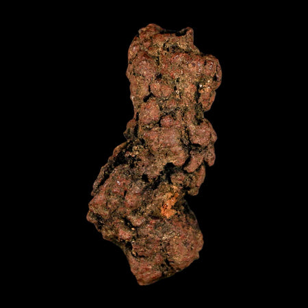 3.1" Prehistoric Coprolite Fossil Specimen Poop Dung Miocene Madagascar