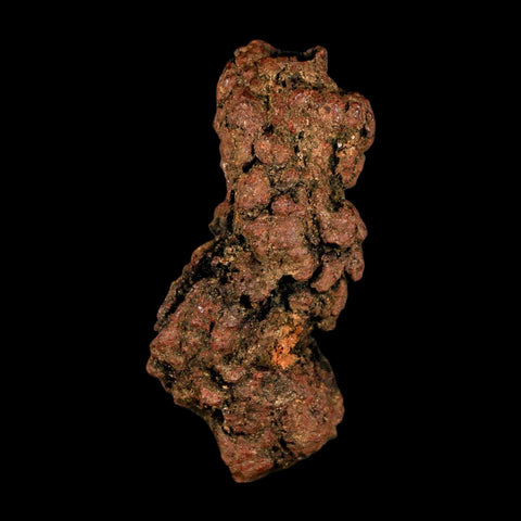 3.1" Prehistoric Coprolite Fossil Specimen Poop Dung Miocene Madagascar