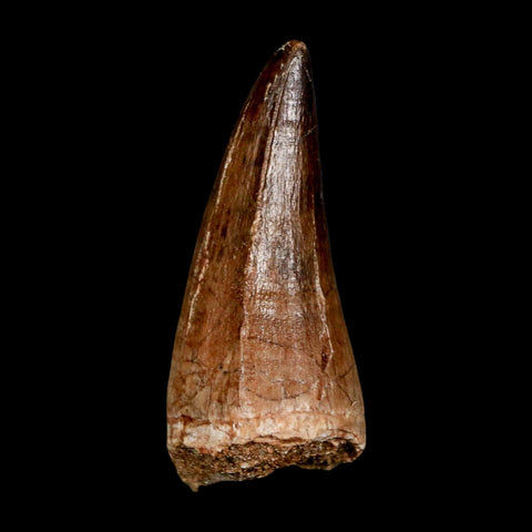 XL 2.2" Mosasaur Prognathodon Fossil Tooth Cretaceous Dinosaur Era COA & Stand