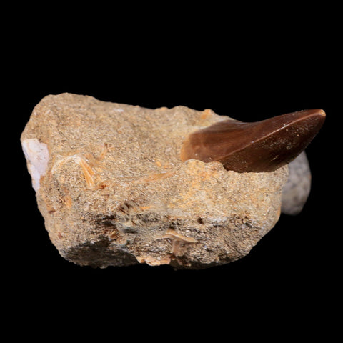 1.7" Tylosaurus Mosasaur Fossil Tooth In Matrix Cretaceous Dinosaur Era COA - Fossil Age Minerals