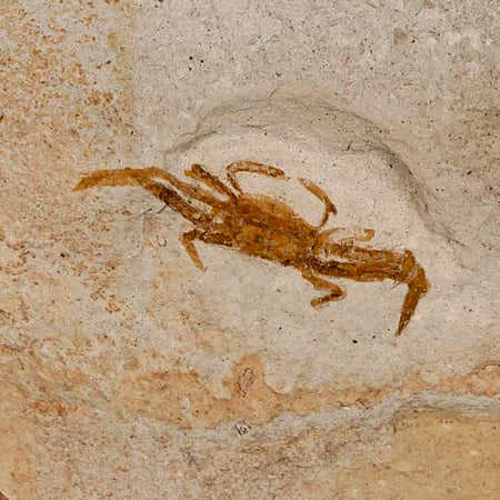 0.9" Fossil Crab Pinnixa Galliheri Pea Crab Monterey Cty San Luis Obispo Miocene Epoch