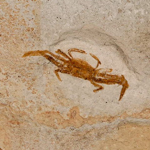 0.9" Fossil Crab Pinnixa Galliheri Pea Crab Monterey Cty San Luis Obispo Miocene Epoch - Fossil Age Minerals
