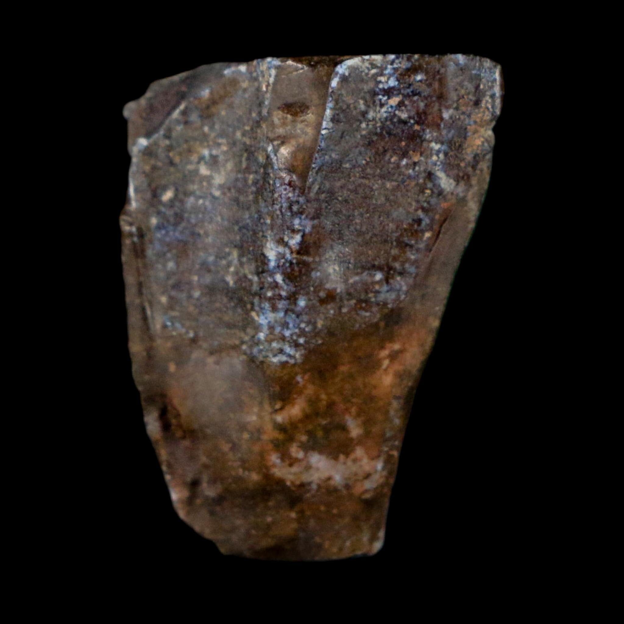 0.9" Ouranosaurus Fossil Tooth Cretaceous Age Iguanodontid Dinosaur Niger